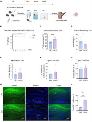 L-methionine and the L-type Ca2+ channel agonist BAY K 8644 collaboratively contribute to the reduction of depressive-like behavior in mice